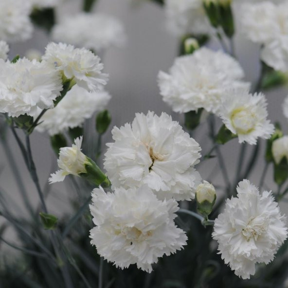 Chabaud Beyaz Karanfil Çiçeği Tohumu (70 adet) - Resim 4