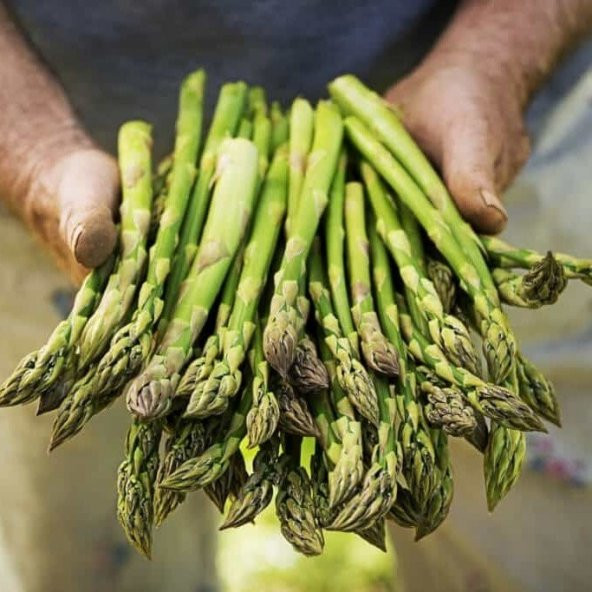 Kuşkonmaz Tohumu (500 adet) - Resim 3