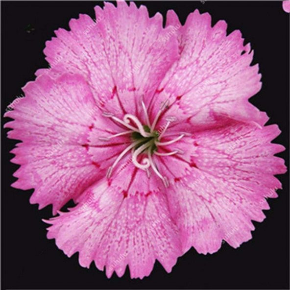Çin Pembe Dianthus Çiçeği Tohumu (50 tohum) - Resim 2