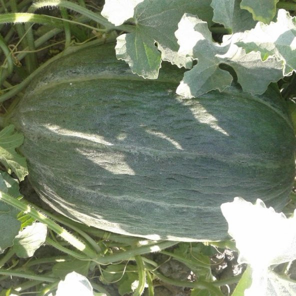 Karabey Siyah Kışlık Kavun Tohumu (10 gram)