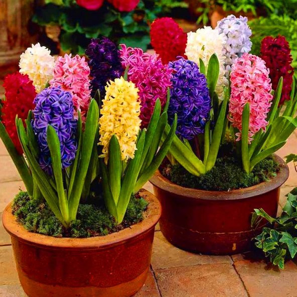 Karışık Renkli Mix Sümbül Hyacinthus Soğanı (3 adet) - 5