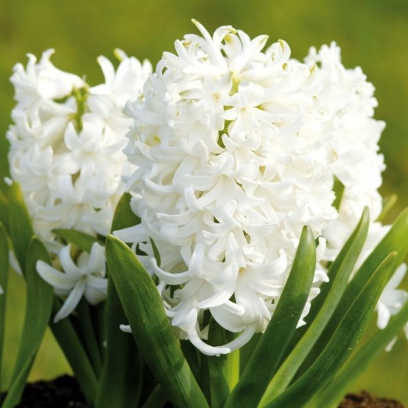 Hyacinthus Aiolos Beyaz Sümbül Soğanı (3 adet) - 2
