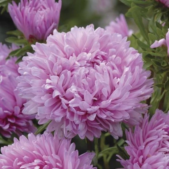 Pompon Rose Aster Çiçeği Tohumu(50 tohum) - 2