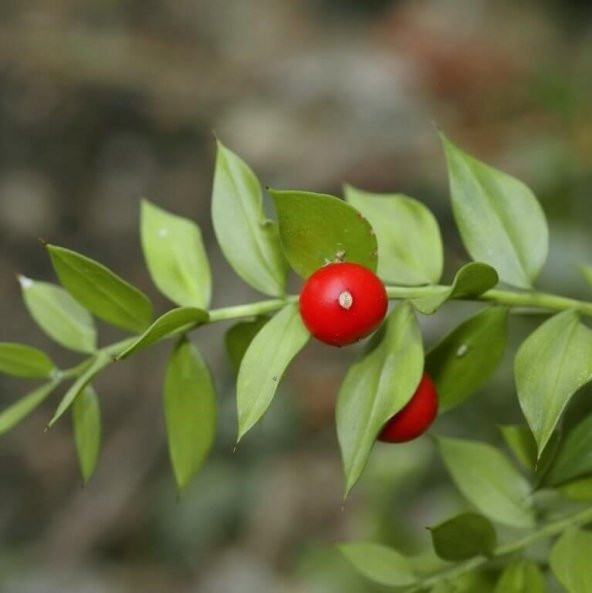 Nadir Kokina Tavşan Memesi Tohumu (5 tohum) - Resim 5