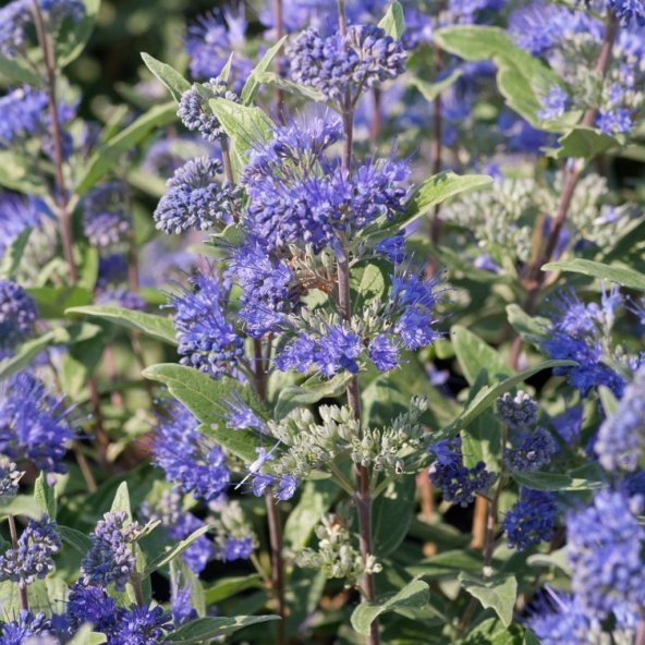 İnce Otu(Asperula Orientalis Blue Surprise) Tohumu(20 tohum) - Resim 3