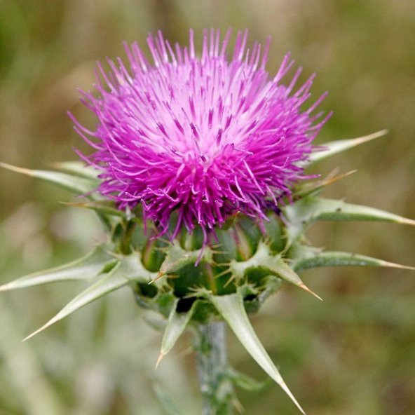 Kenger Otu(Cynara Cardunculus) Tohumu(5 tohum) - Resim 3
