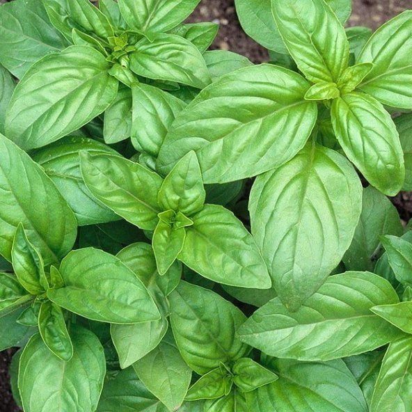 Geniş Yaprakllı Genovese Fesleğen Tohumu (200 tohum) - Resim 4