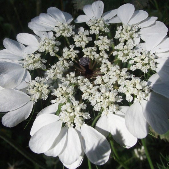 Spilanthes Oleraceae Tothache Plant Diş Otu Tohumu(20 tohum) ürün görseli 1