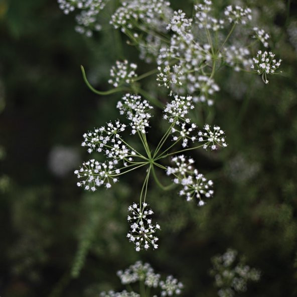 Doğal Anason Tohumu (200 tohum) - Resim 5