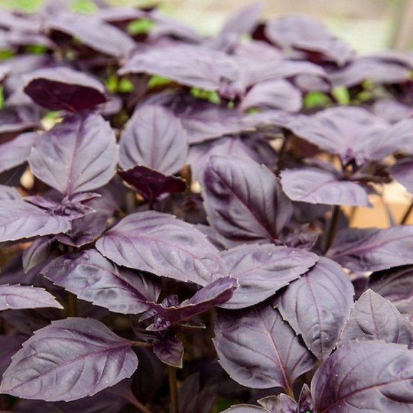 Basil Boza Kırmızı Tatlı Fesleğen Tohumu(100 tohum) - Resim 4