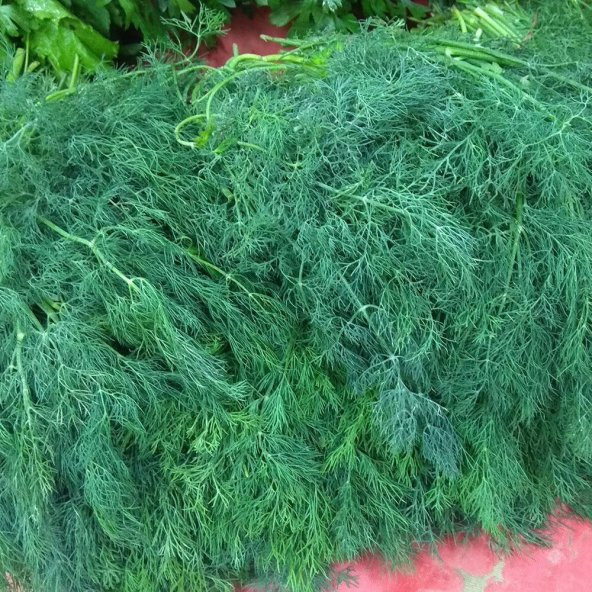 Uzun Mamut Dere Otu Tohumu(50 tohum) - Resim 5