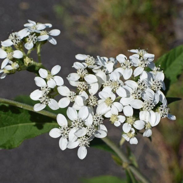 Common Boneset Çiçeği Tohumu(50 tohum) - Resim 5
