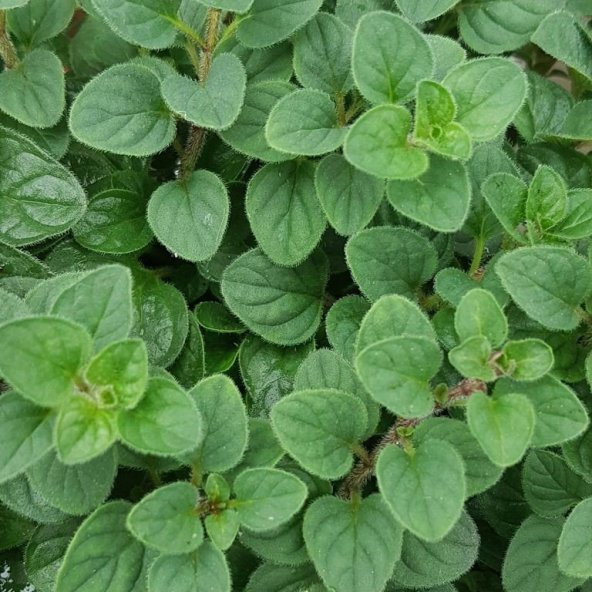 Naturel Mercanköşk Tohumu(200 Tohum) - Resim 6