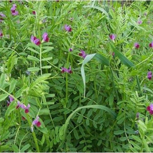 Burçak Otu Tohumu(30 tohum) - Resim 4