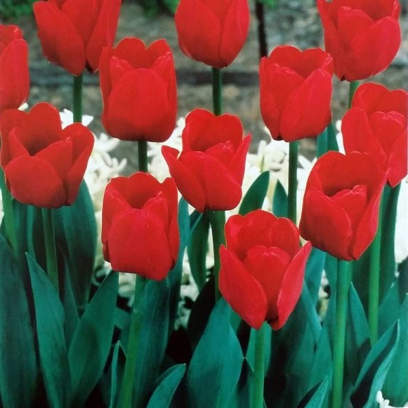 Özel İlle De France Lale Soğanı (5 adet) - Resim 4