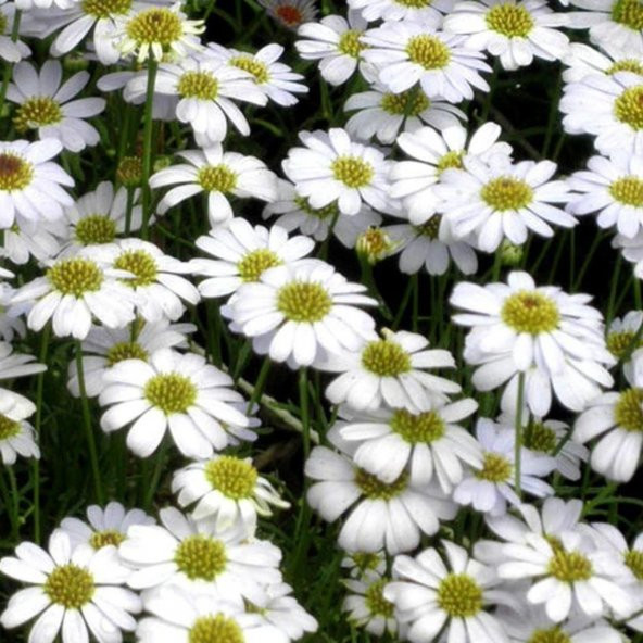 Beyaz Renkli Brachycome Çiçeği Tohumu (200 tohum)