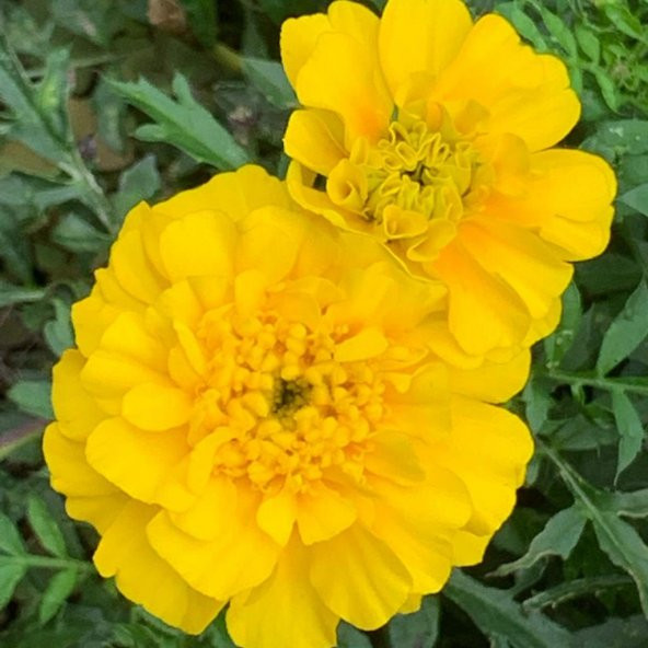 Soğuklara Dayanıklı Katmerli Sarı Geum Çiçeği Tohumu(20 tohum)