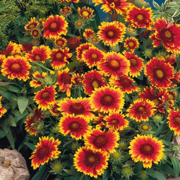 Gaillardia Gayret Çiçeği Tohumu(30 adet) ürün görseli 1