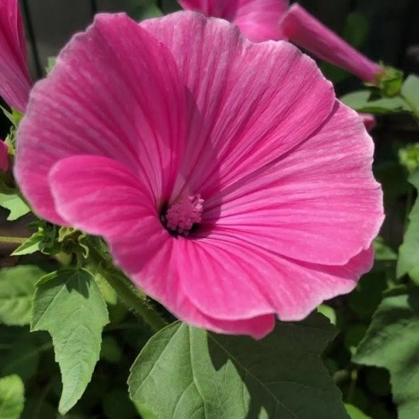 Lavatera Trimestris Regis Pembe Pamuk Çiçeği Tohumu (50 tohum) - Resim 5