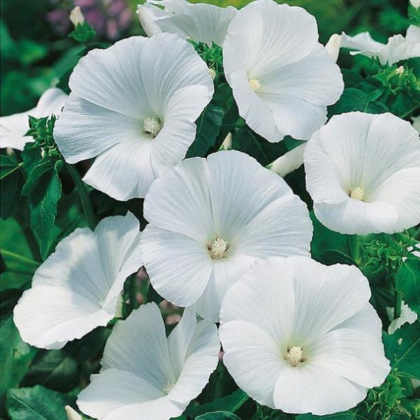 Lavatera Trimestris Regis White Pamuk Çiçeği Tohumu(50 tohum) - Resim 4
