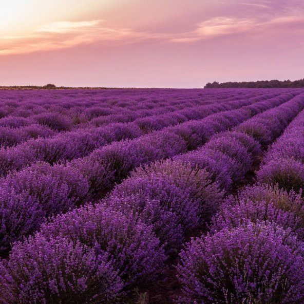 Lavandula Angustifolia Lavanta Çiçeği Tohumu(10 gram)