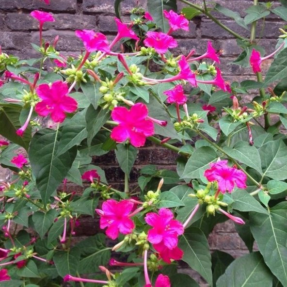 Pembe Akşam Sefası Çiçeği Tohumu(20 tohum) - 3