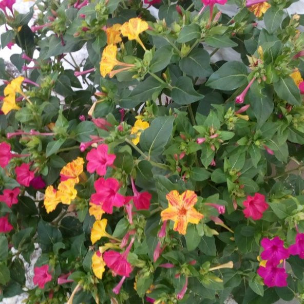 Bicolor Akşam Sefası Çiçeği Tohumu(20 tohum) - Resim 4