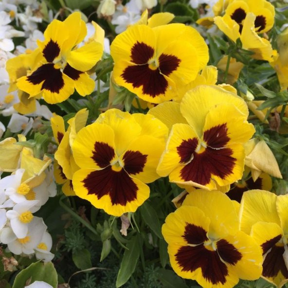 Sarı Hercai Dev Menekşe Çiçeği Tohumu (150 tohum) ürün görseli 1