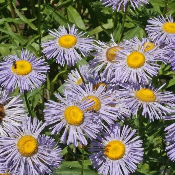 Clear Blue Erigeron Çiçeği Tohumu (50 tohum) ürün görseli 1