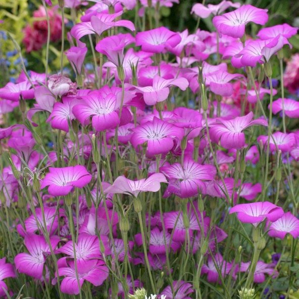 Lila Renginde Rosea Agrostemma Çiçeği Tohumu(25 tohum) - Resim 3