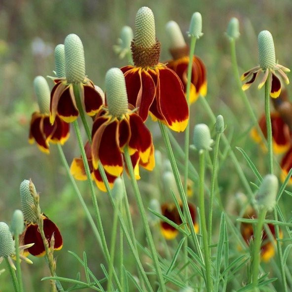 Kırmızı Sarı Ratibida Çiçeği Tohumu(100 tohum) - Resim 4