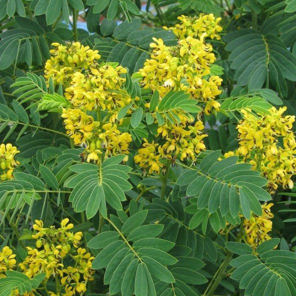 Senna Hebecarpa Çiçeği Tohumu (25 Tohum) - Resim 3