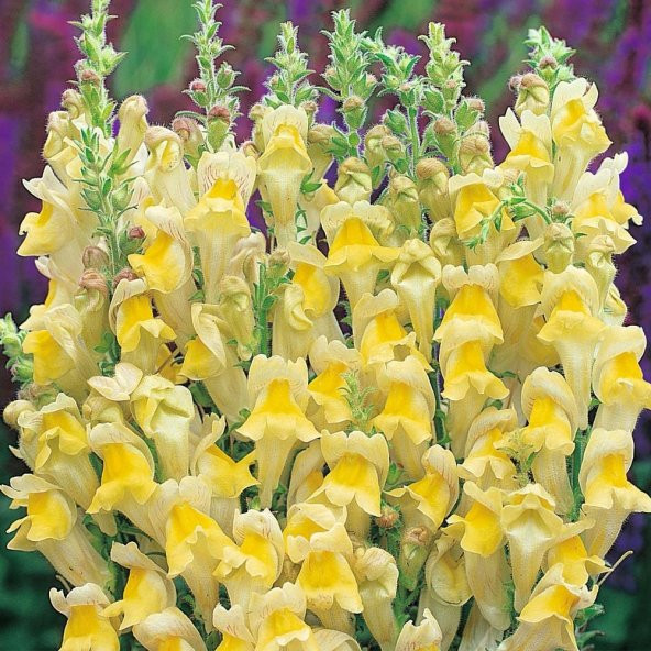 Sarı Renkli Aslanağzı Antirrhinum Braun-blanquetii Tohumu (20 tohum) - Resim 4