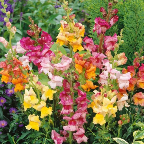 Aslan Ağzı Çiçeği Tohumu - Resim 4