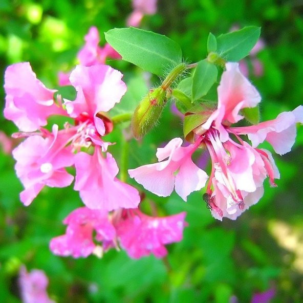 Pembe Renkli Klarkiya Çiçeği Tohumu (100 tohum)