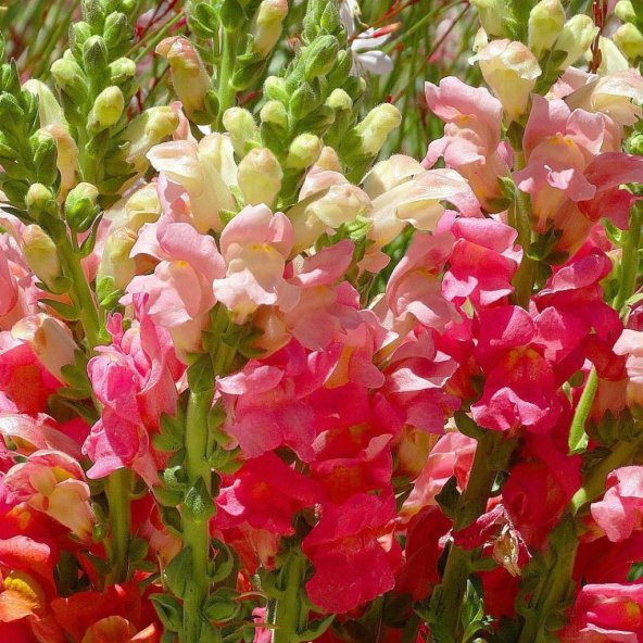 Antirrhinum Rainbow Mixed Karışık Aslanağzı Çiçeği Tohumu(200 tohum) - 5