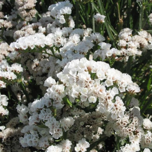 Limonium Sinuatum Pure White Deniz Lavantası Tohumu (30 tohum) - 4