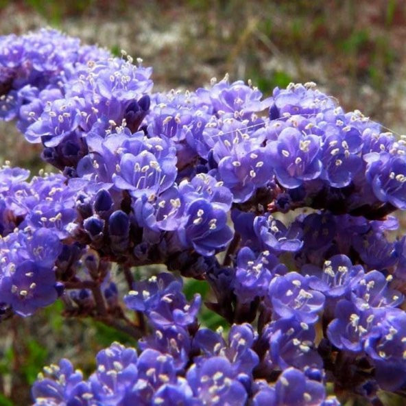 Limonium Sinuatum Deep Blue Deniz Lavantası Tohumu (30 tohum) - Resim 5