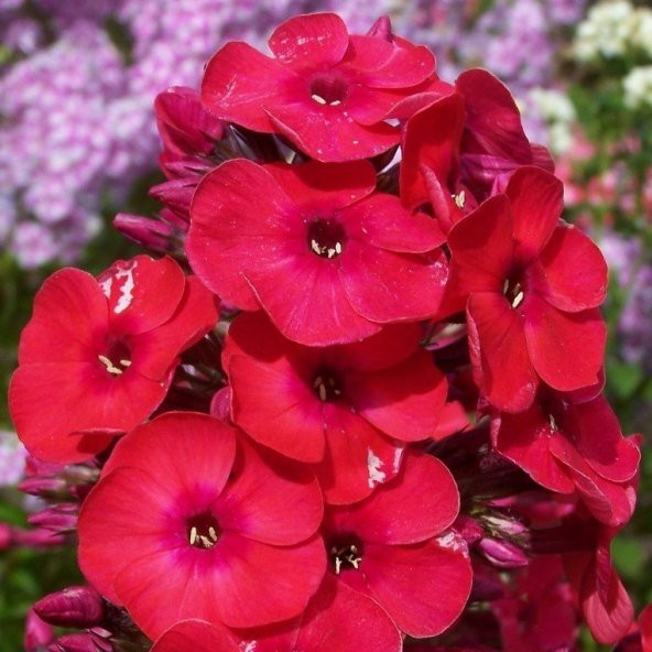 Kırmızı Love Floks Çiçeği Tohumu (100 tohum) ürün görseli 1