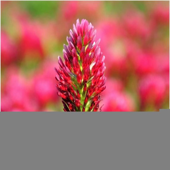 Kırmızı Renkli Trifolium Çiçeği Tohumu (50 tohum) ürün görseli 1