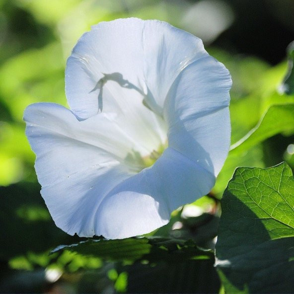 Shiva Gündüz Sefası Çiçeği Tohumu (10 tohum) ürün görseli 1
