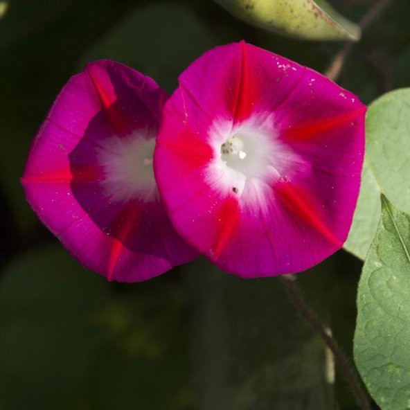 Crimson Rambler Gündüz Sefası Çiçeği Tohumu (10 tohum) - Resim 3