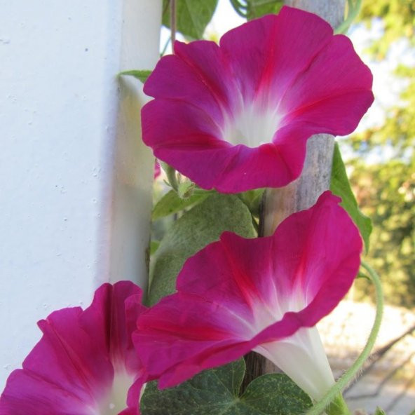 Dev Çiçekli İpomea Red Picotee Japon Gündüz Sefası Çiçeği (5 tohum) ürün görseli 1