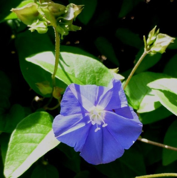 Feringa Gündüz Sefası Çiçeği Tohumu (10 tohum) - Resim 3