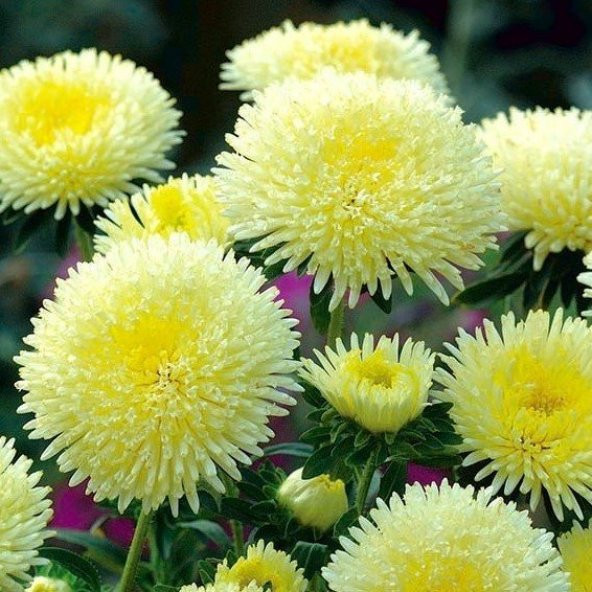 Sarı Gremlin Aster Çiçeği Tohumu(20 tohum) - Resim 2