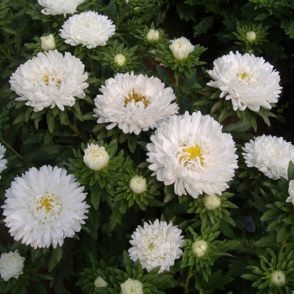 Ponpon Beyaz Renkli Aster Çiçeği Tohumu(20 tohum) - Resim 4