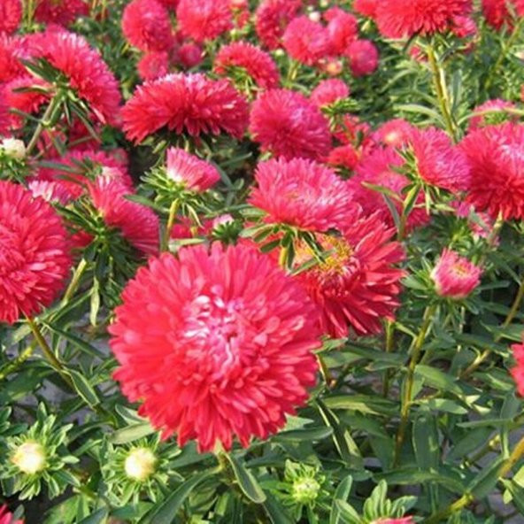 Pompon Paeony Duchesse Crimson Aster Çiçeği Tohumu (50 tohum)
