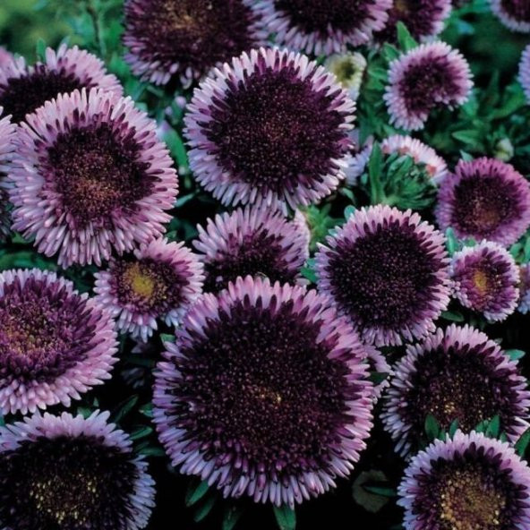 Pompon Blue Moon Aster Çiçeği Tohumu (50 tohum) - Resim 4