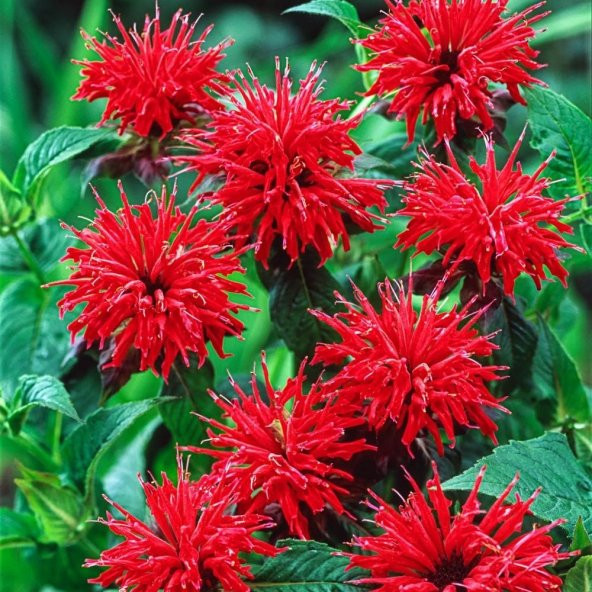 Callistephus Pompon Dark Red Aster Çiçeği Tohumu(50 tohum)