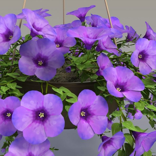 Eflatun Alderman Violet Bodur Petunya Çiçeği Tohumu (800 tohum) ürün görseli